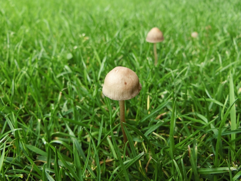 Pilze im Rasen entfernen