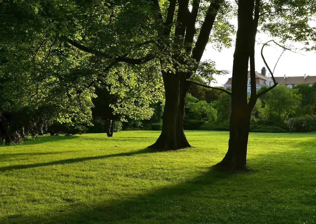 Rasensaat für schattige Orte Steven Schattenrasen