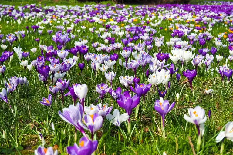 Rasenpflege im Frühjahr