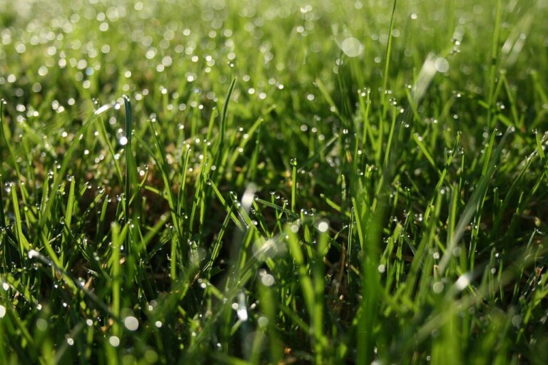 Rasen richtig bewässern – 8 Tipps