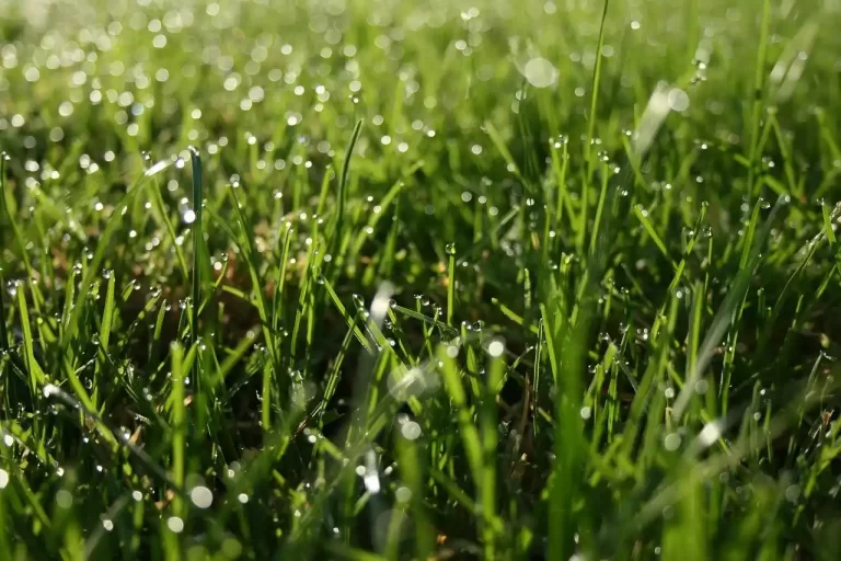 Wie viel Wasser braucht ein gesunder Rasen